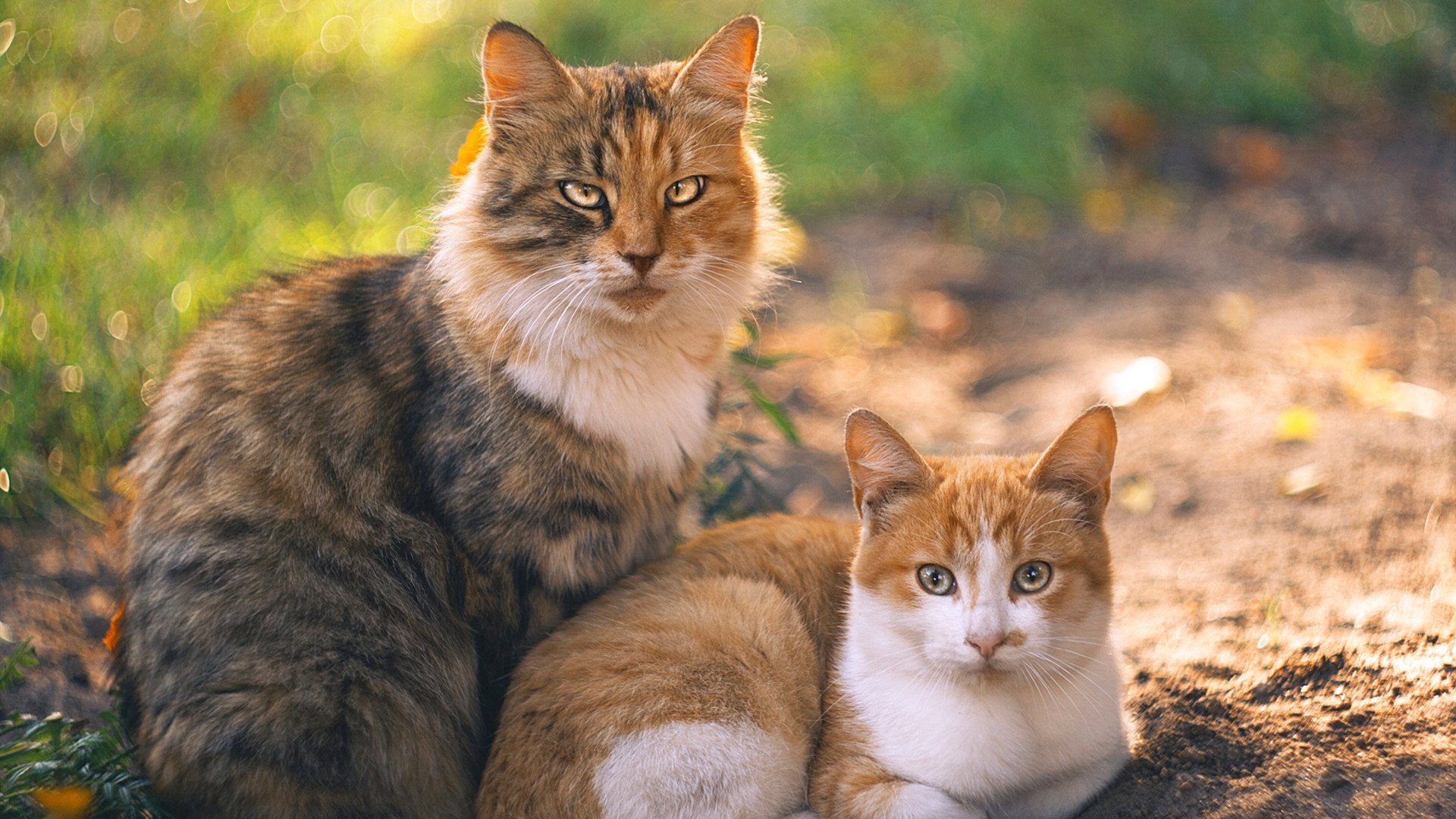 kaiyun官方网站-切尔西球员身体对抗胜出，赢得比赛主动权，切尔西对手