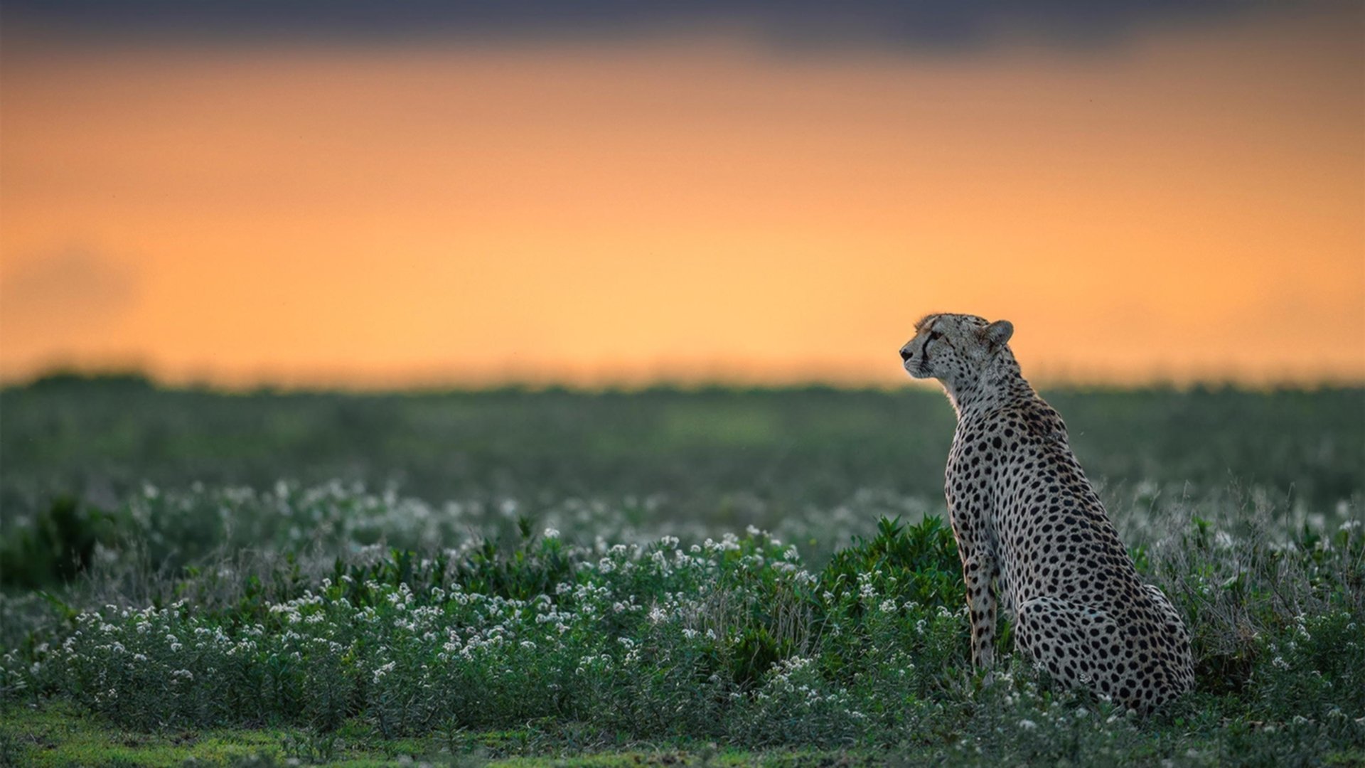 成绩构成分布图:中美表现渐趋接近,成绩的构成