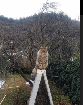 掩护战术执行成功是否需要节奏精度配合,掩护战术配合示意图