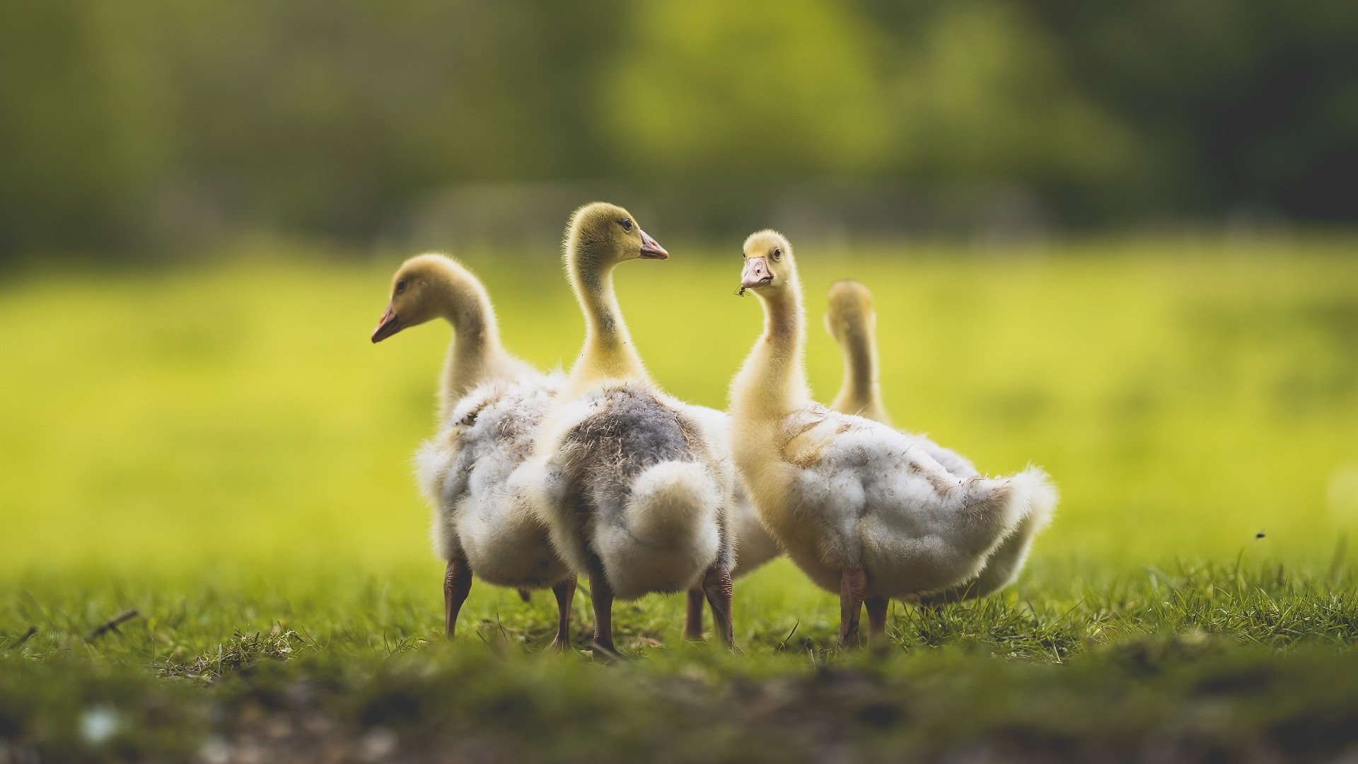 替补轮换发挥成胜负关键,替补队员被换下场后,在该局中可以再上场
