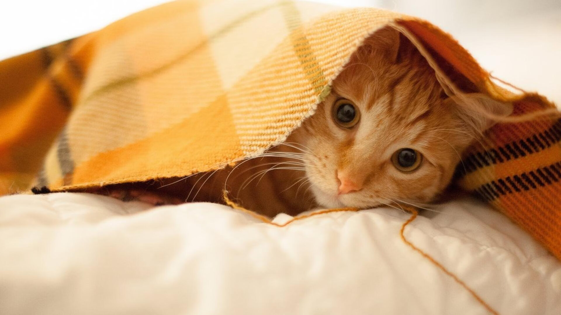 波兰队赛制分析:如何在赛制中应对强敌的挑战,波兰联赛水平