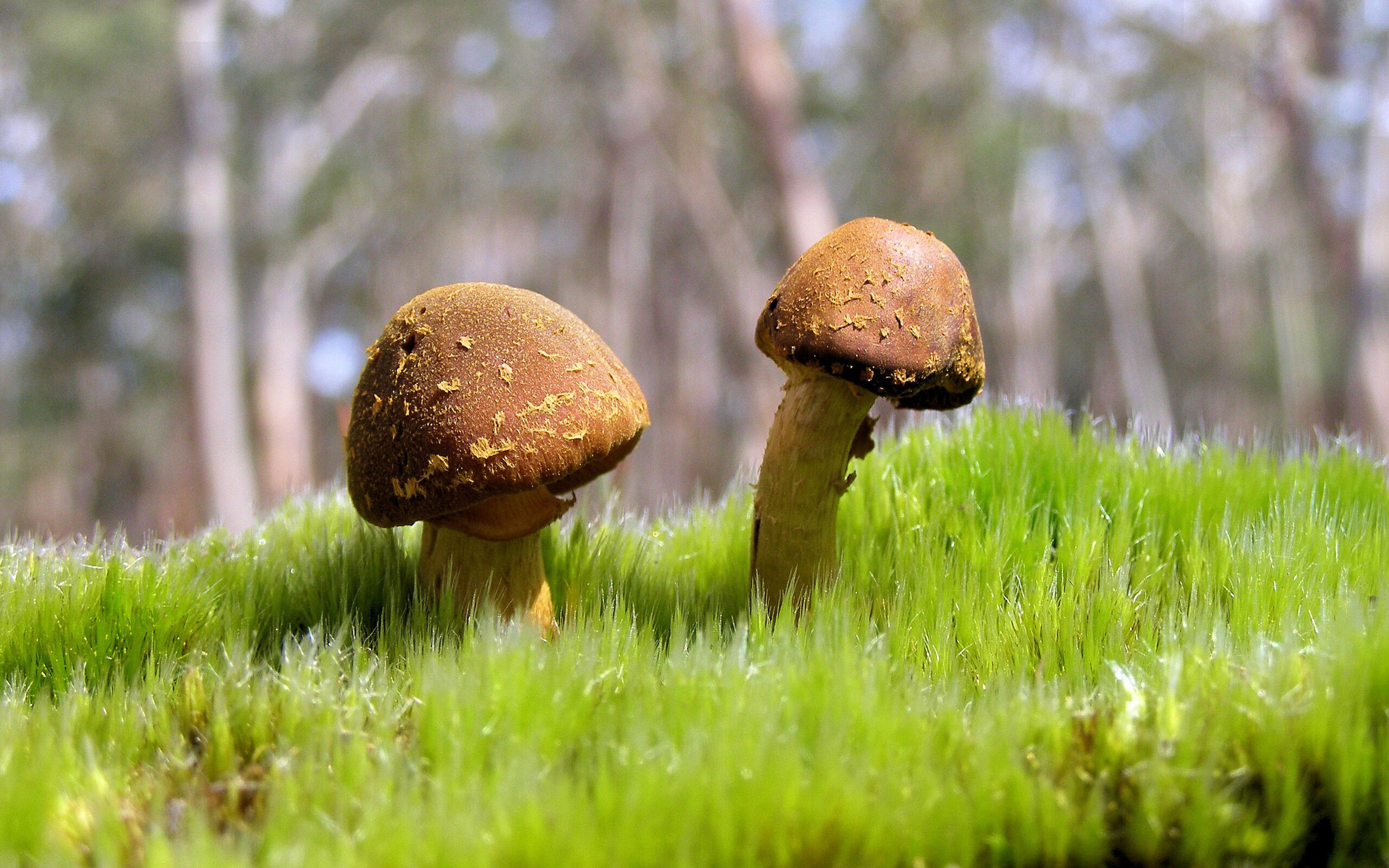 开云官方网页登录-俱乐部推出球迷卡服务绑定多种权益提升用户忠诚度，球迷会员