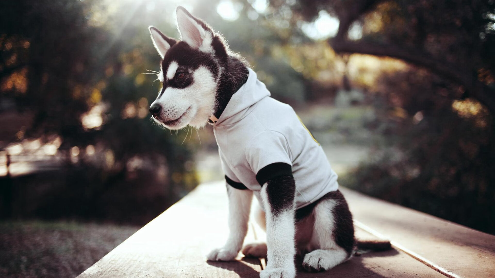 唐纳德·高尔的持球技巧和精准传球成为袋鼠队的利器,唐纳德 古尔德