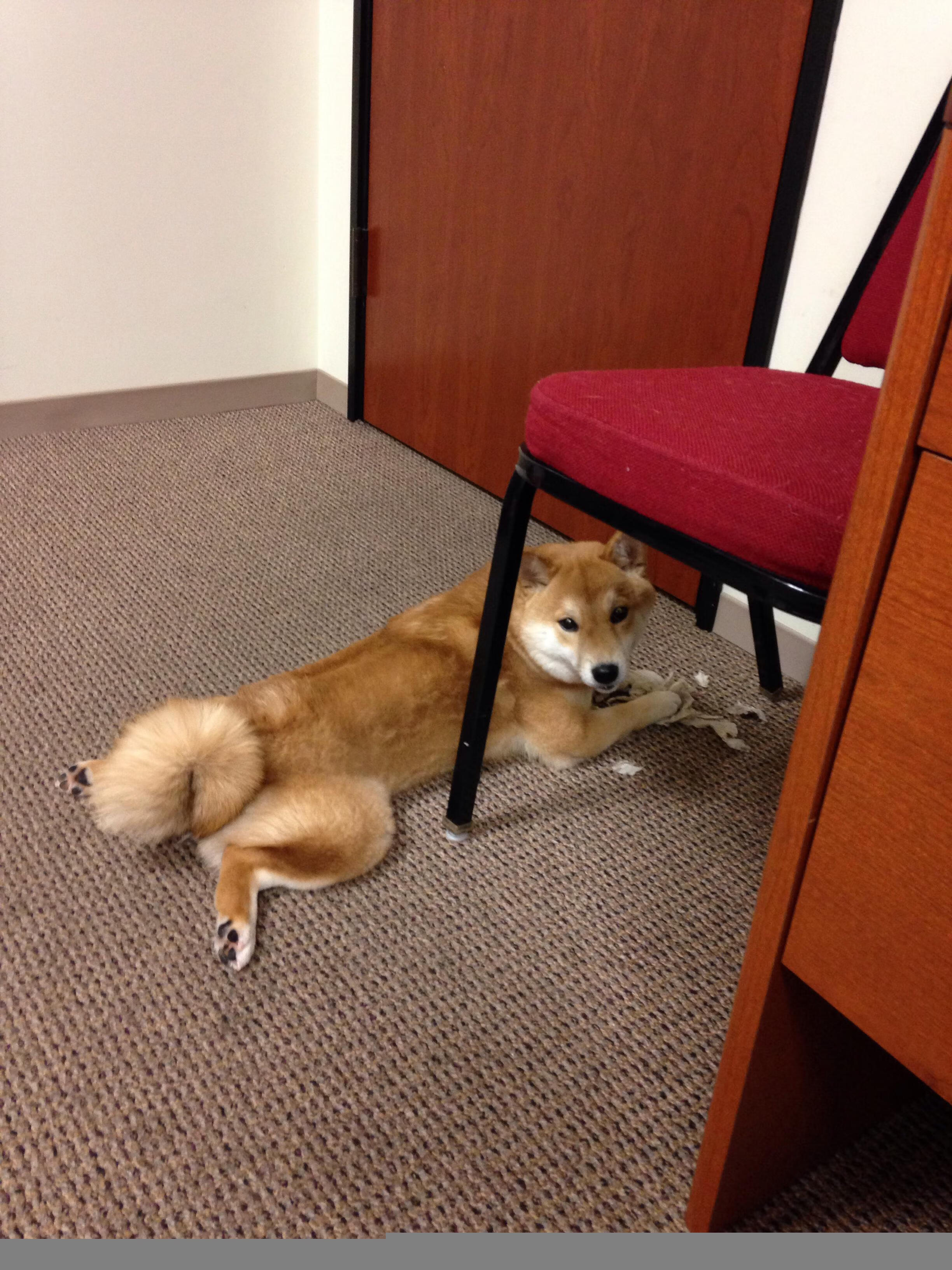 库里说明体能是一切战术发挥基础,库里的身体素质在中国什么水平