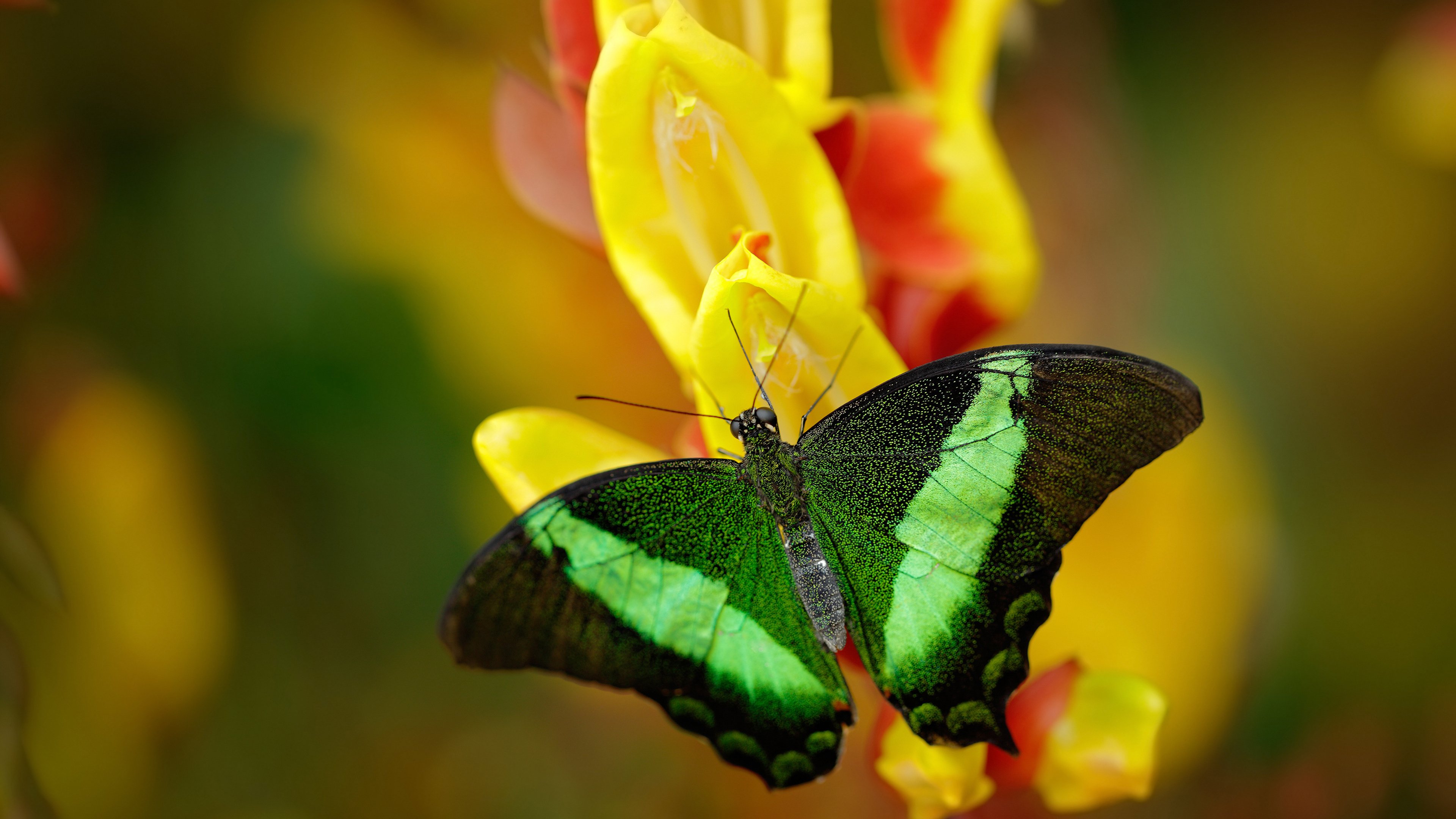 张伟丽接受央视专访谈未来目标,张伟丽再度发声