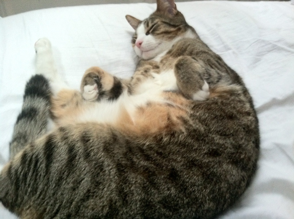 开云·Kaiyun网页版-罗跳水自信起跳 技术动作一致性增加，跳水罗gif