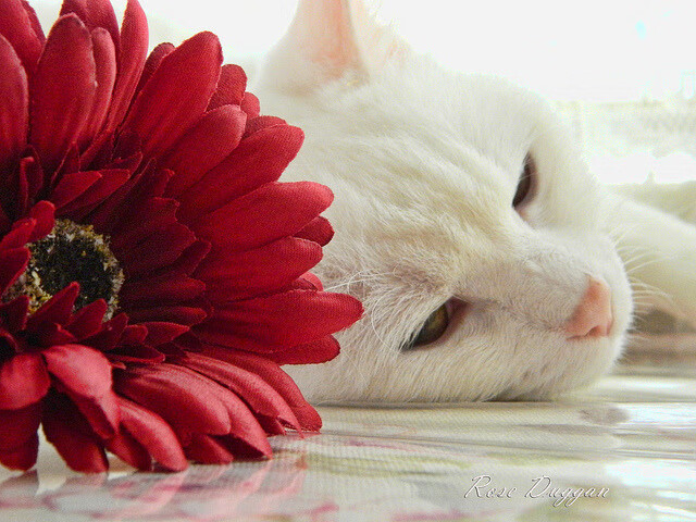 职业联赛推动转会流程透明化建立公开信息平台,职业选手的转会费归谁